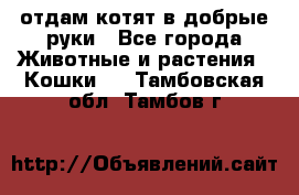 отдам котят в добрые руки - Все города Животные и растения » Кошки   . Тамбовская обл.,Тамбов г.